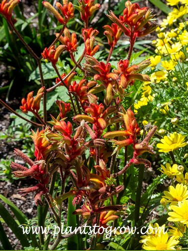 Kanga Orange Kangaroo Paws (Anigozanthos manglesii)